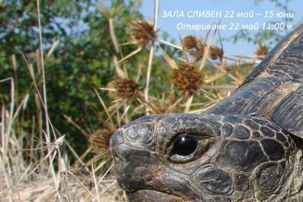 Testudo graeca – Копие