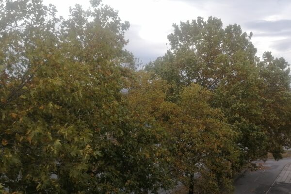 IMG 20261014 090937